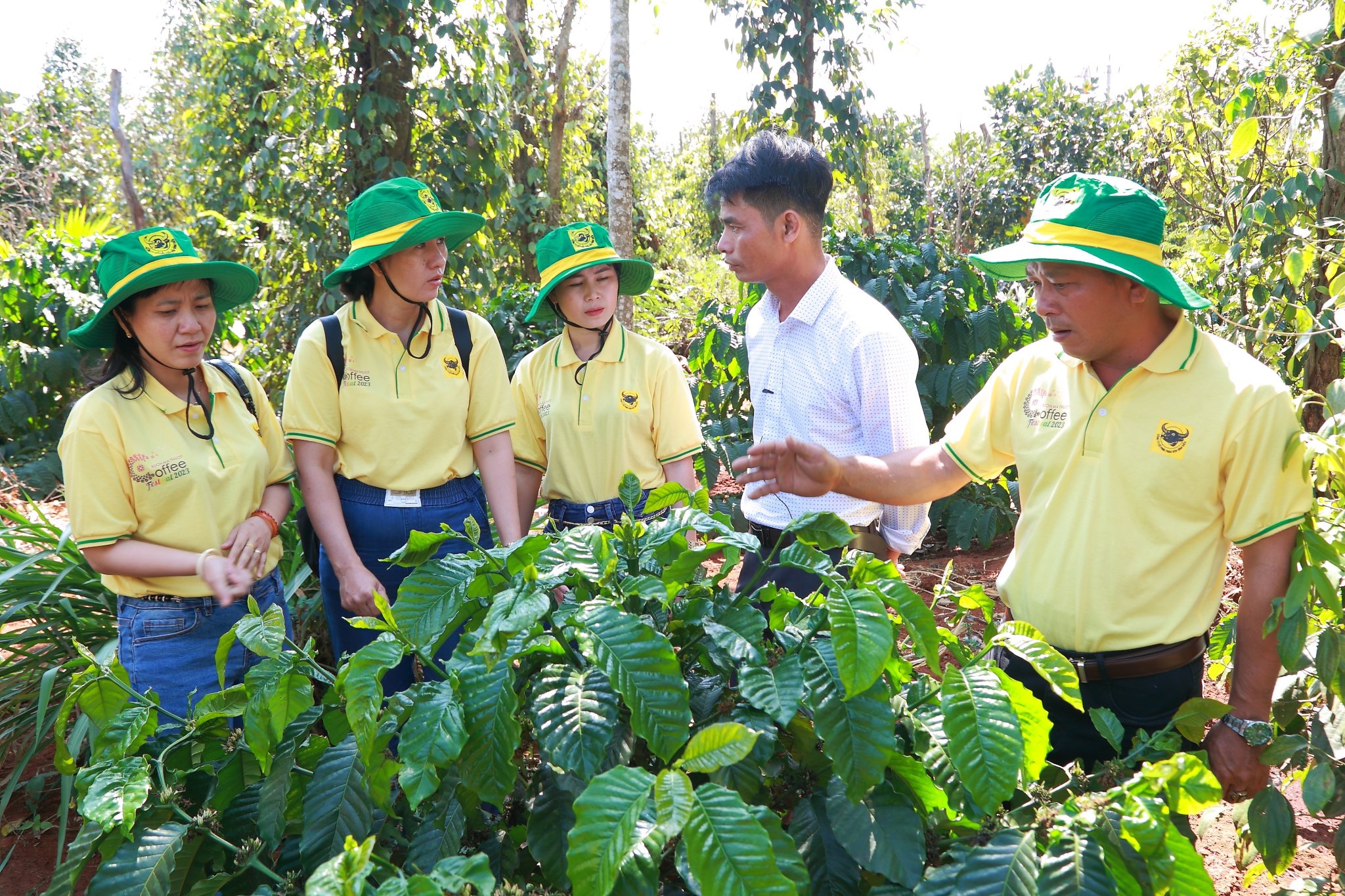 Trong điều kiện biến đổi khí hậu hiện nay, cà phê cần được canh tác thông minh để cho năng suất, chất lượng cao.